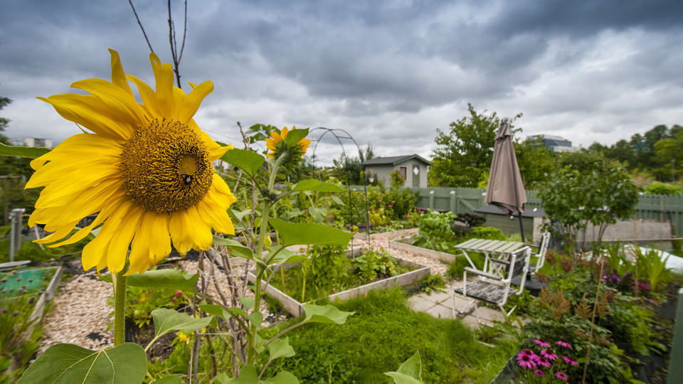 En koloniträdgård. En gul solros till vänster i bild