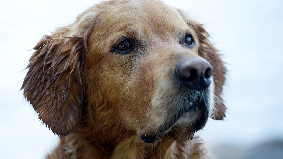 En ljusbrun hund tittar in mot kameran. Foto: Johan Pontén