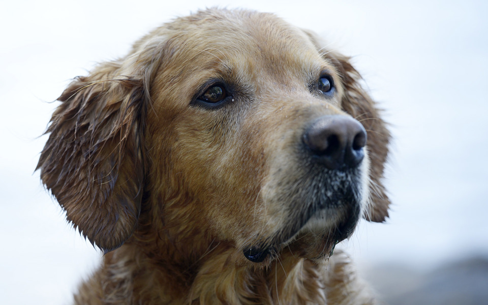 En ljusbrun hund tittar in mot kameran. Foto: Johan Pontén